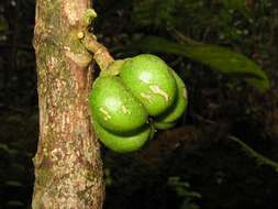 Image of Maui Pilo Kea