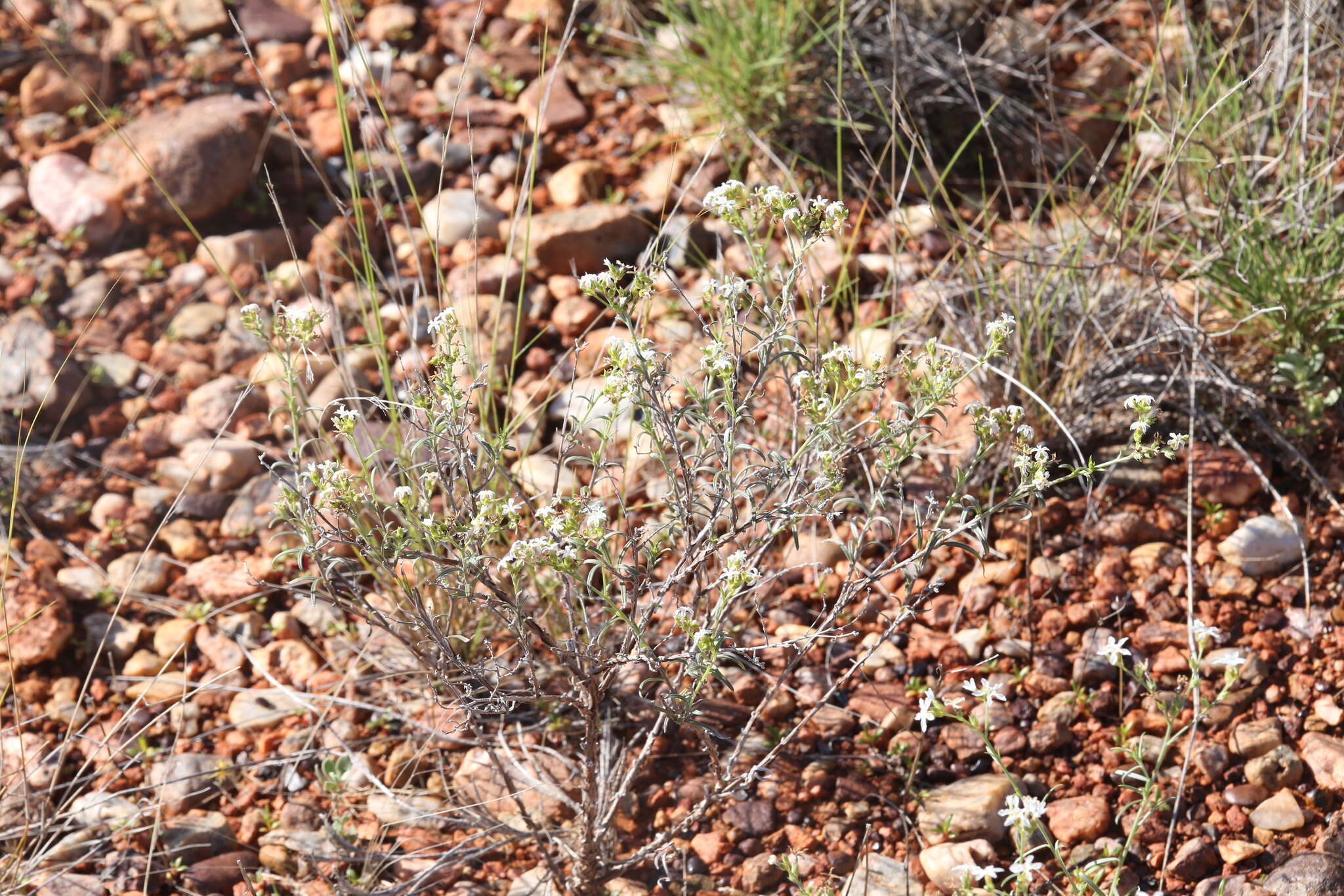 Sivun Euploca tenuifolia (R. Br.) Diane & Hilger kuva