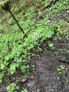 Image of arctic sweet coltsfoot