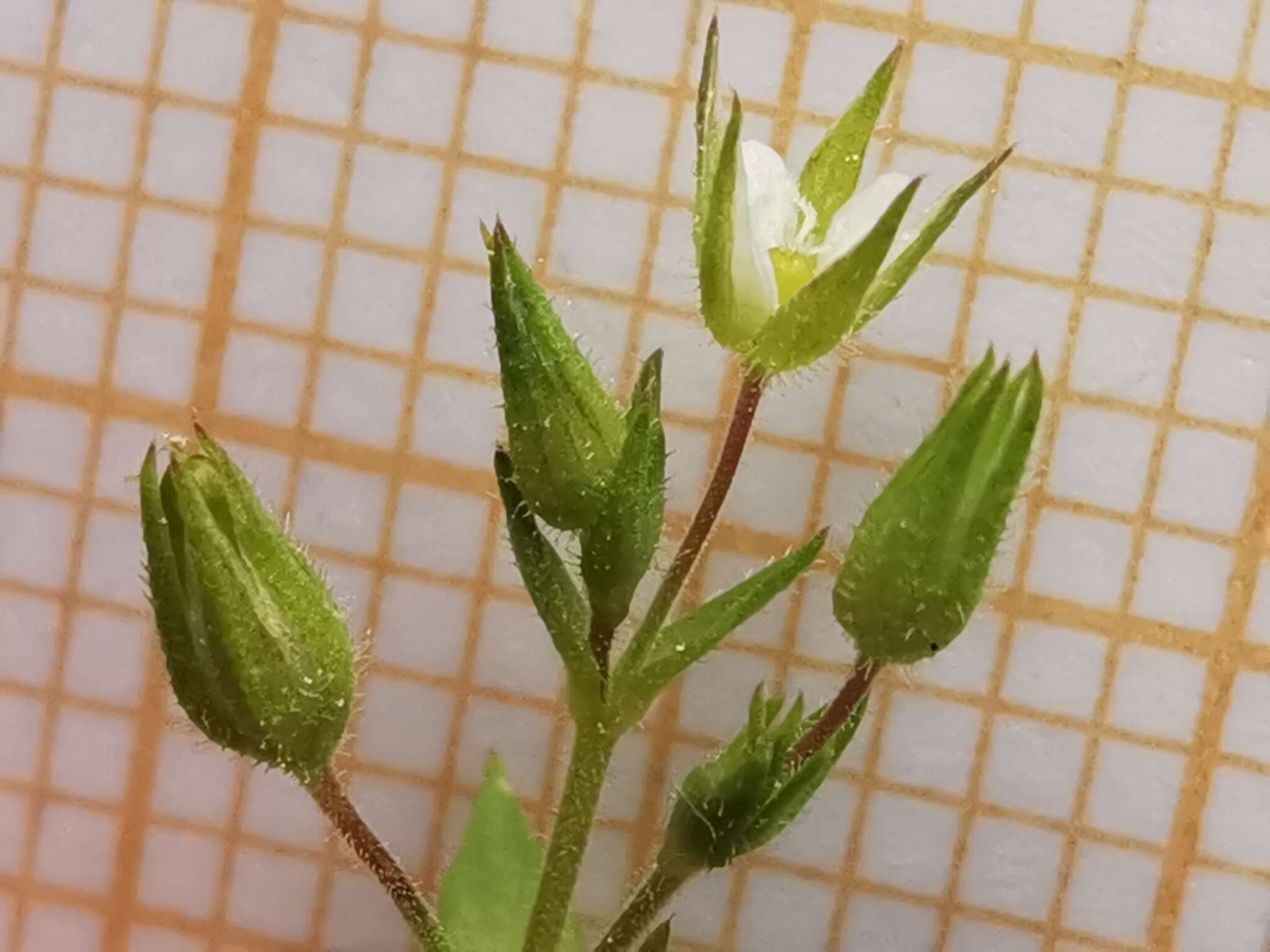 Image of Arenaria leptoclados subsp. leptoclados