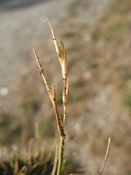 Image of Rytidosperma clavatum (Zotov) Connor & Edgar