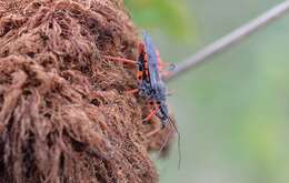 Plancia ëd Rhynocoris annulatus (Linnaeus 1758)