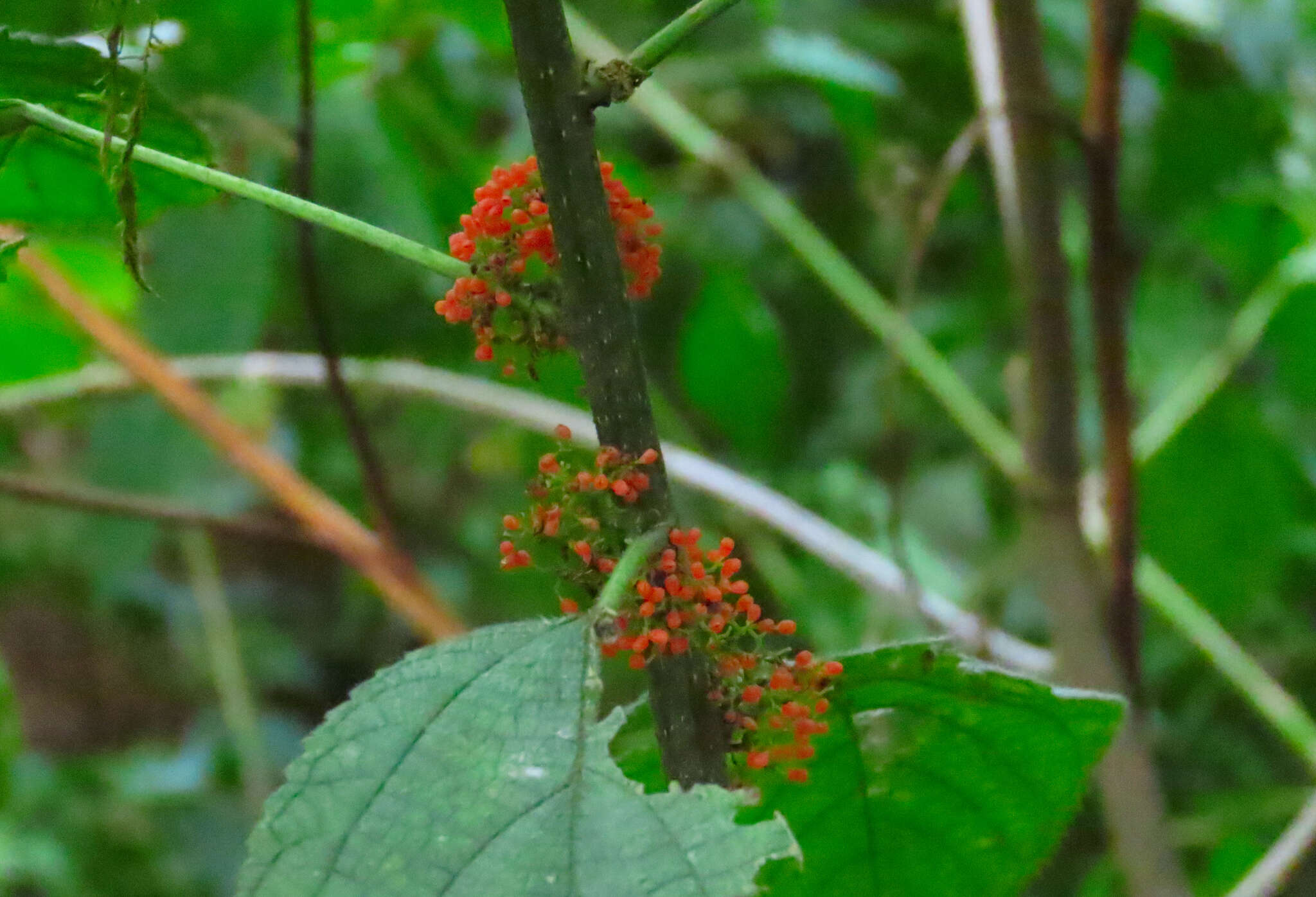 Imagem de Urera caracasana (Jacq.) Griseb.