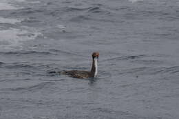 Image of Bounty Shag