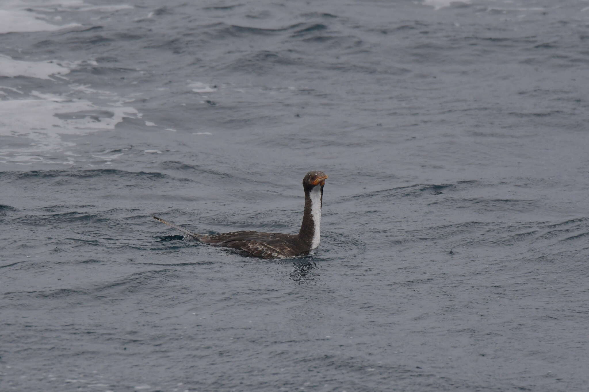 Image of Bounty Shag