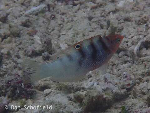 Слика од Coris batuensis (Bleeker 1856)