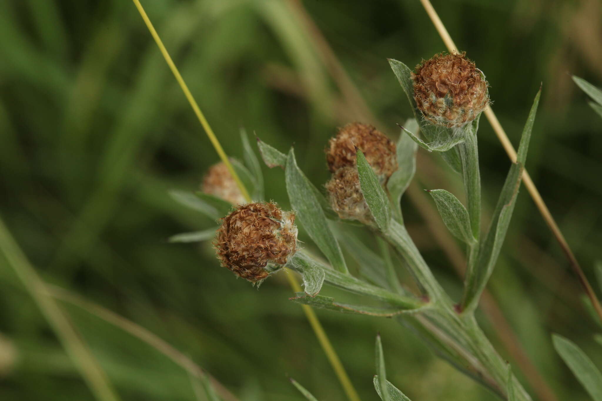 Plancia ëd Centaurea jacea subsp. jacea