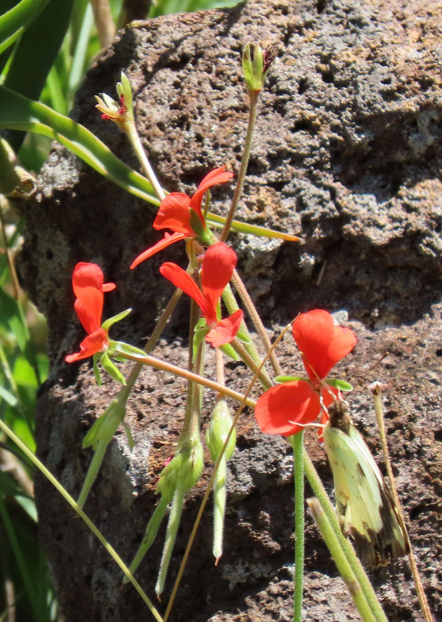 Image of Pelargonium tongaense P. Vorster