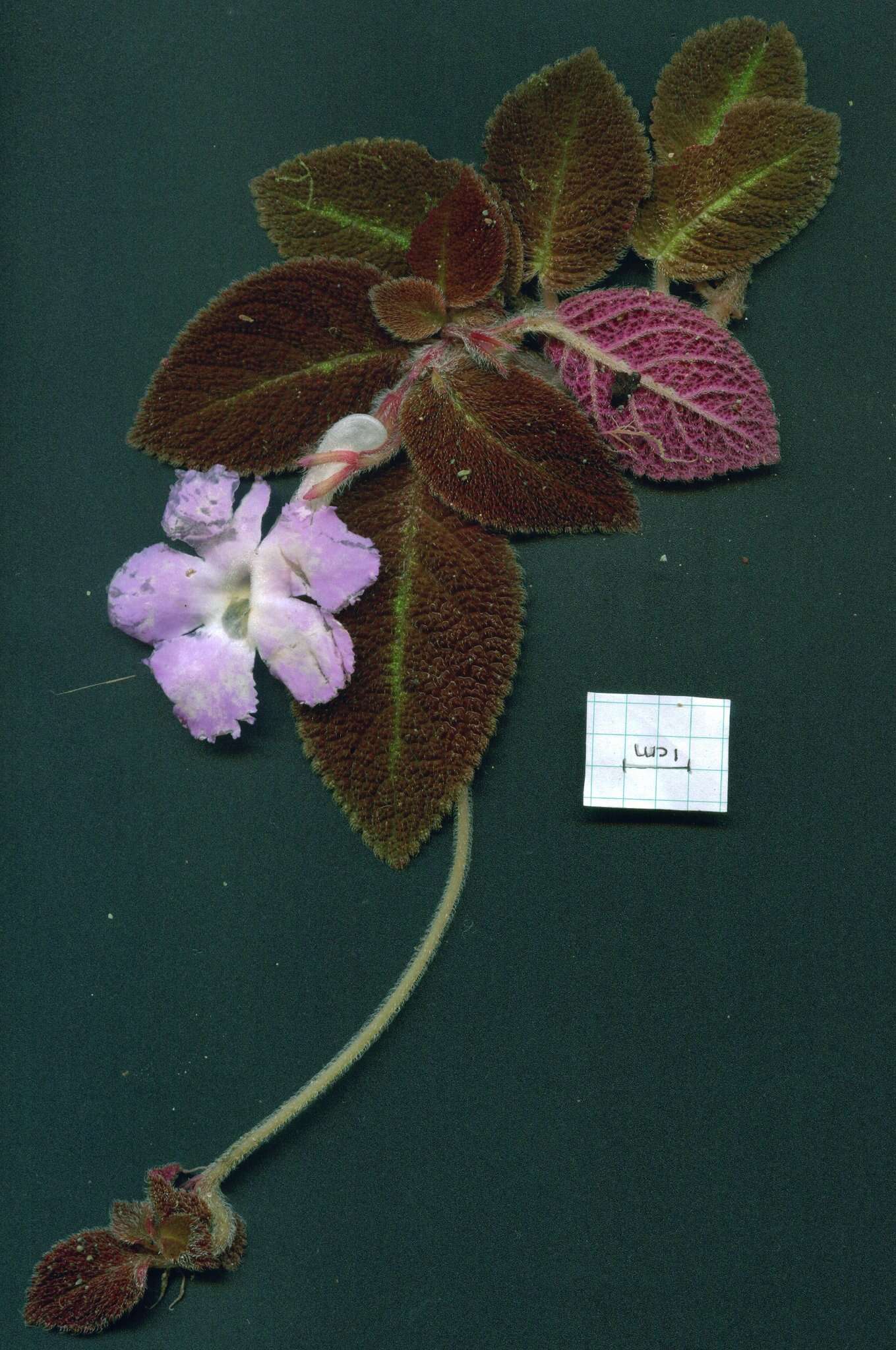 Image of Episcia lilacina Hanst.