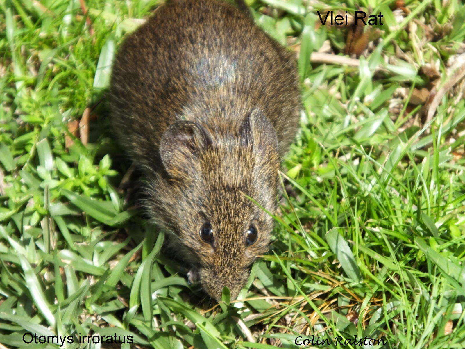 Image of Southern African Vlei Rat