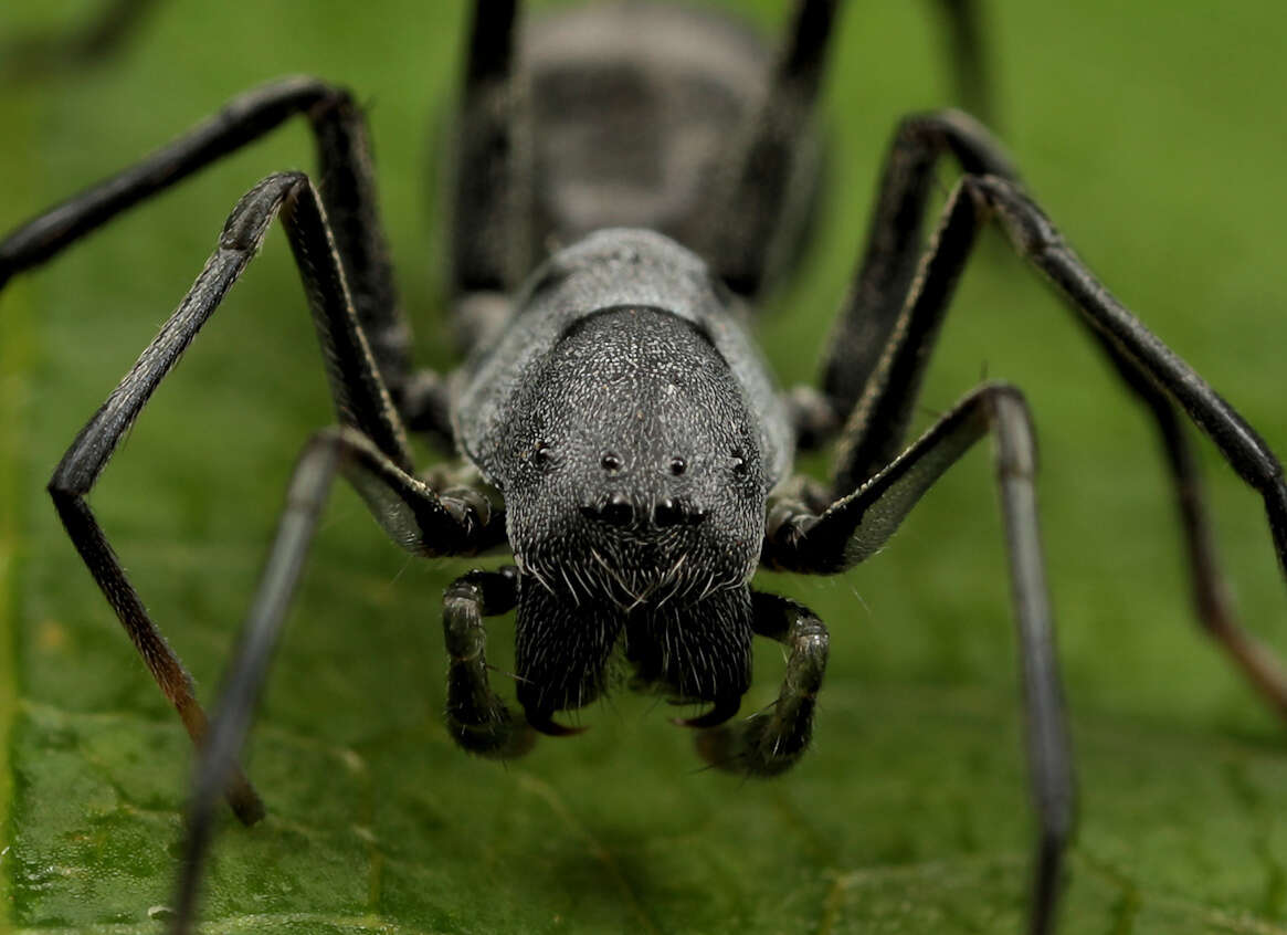 Image of Apochinomma formicaeforme Pavesi 1881