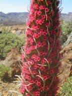 Image of Echium wildpretii H. H. W. Pearson ex Hook. fil.