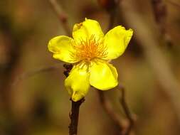 Image of Cochlospermum planchonii Hook. fil. ex Planch.