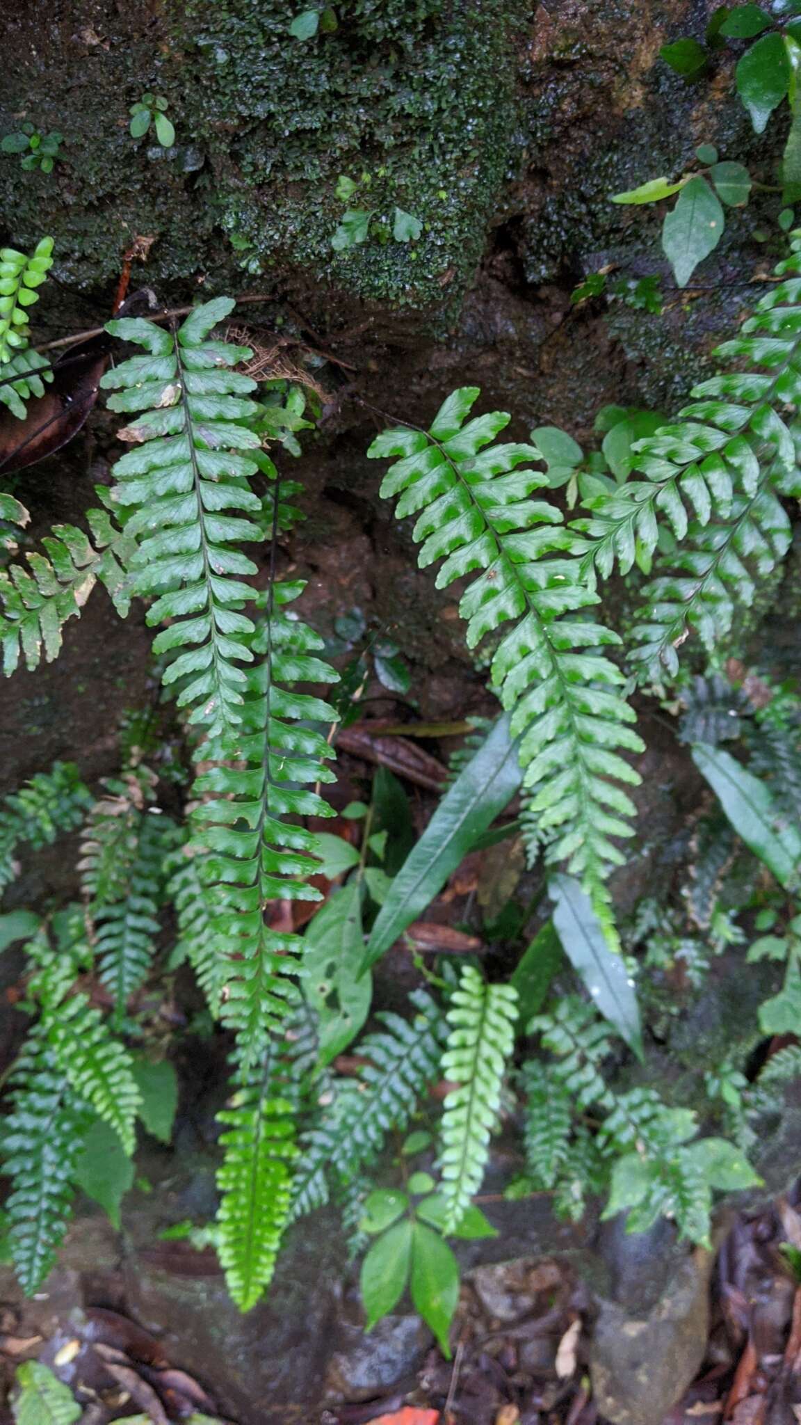 Plancia ëd Hymenasplenium unilaterale (Lam.) Hayata