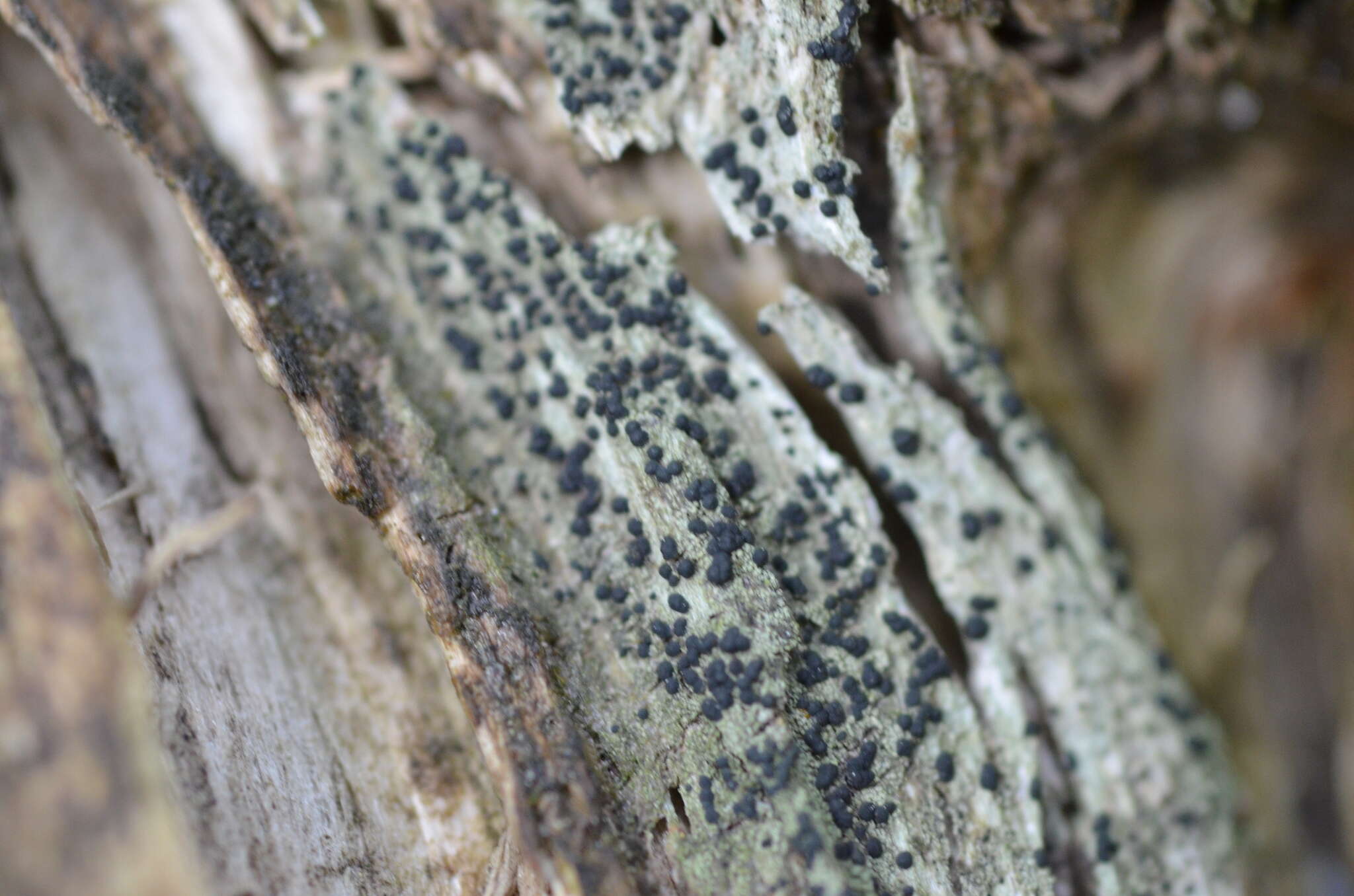 Image of dot lichen