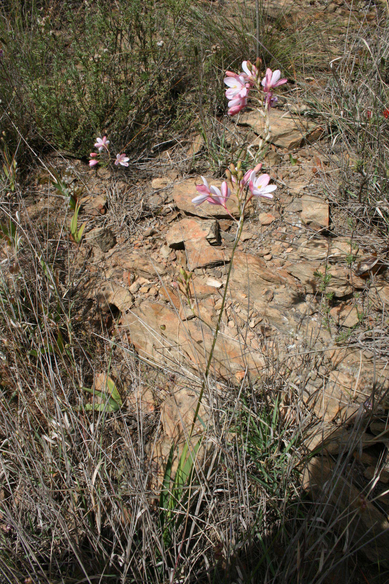 Image of Ixia longituba N. E. Br.