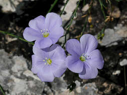 Image of Linum austriacum subsp. tommasinii (Rchb.) Greuter & Burdet