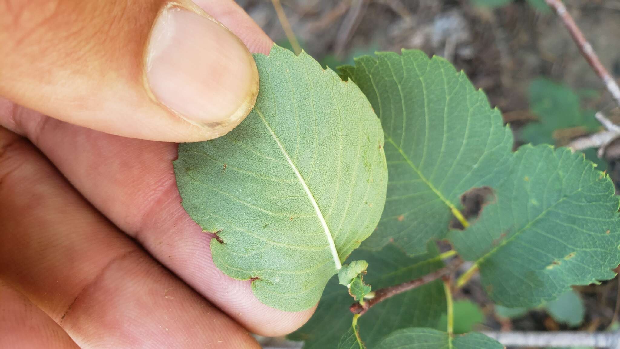 Image de amélanchier à feuilles d'aune