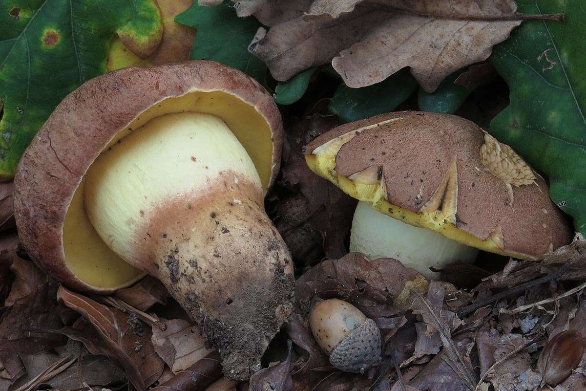 Image of butter bolete