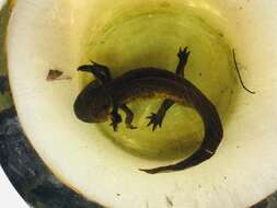 Image of Axolotl