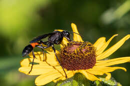 Слика од Ammophila nigricans Dahlbom 1843