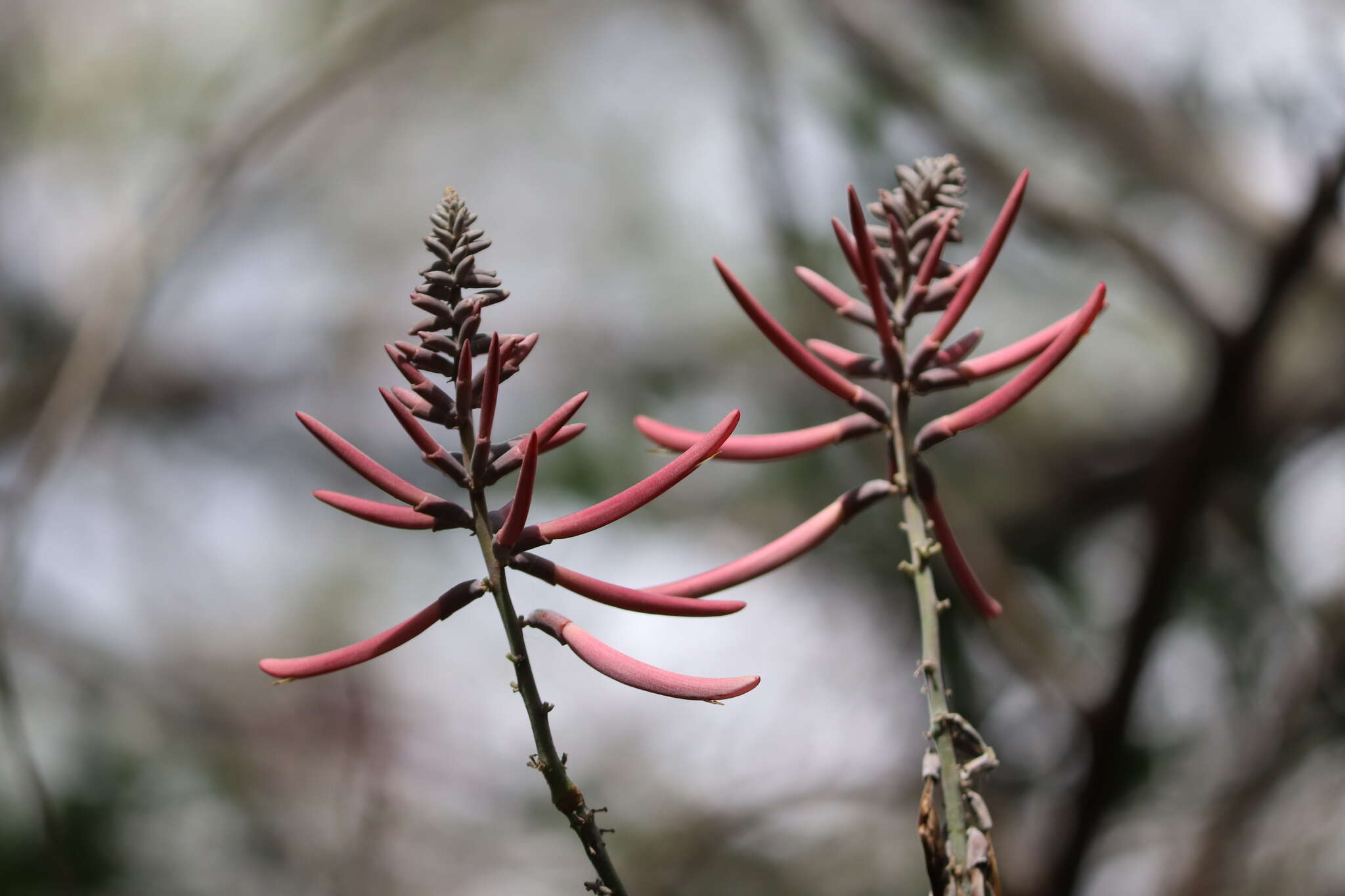 Imagem de Erythrina lanata Rose