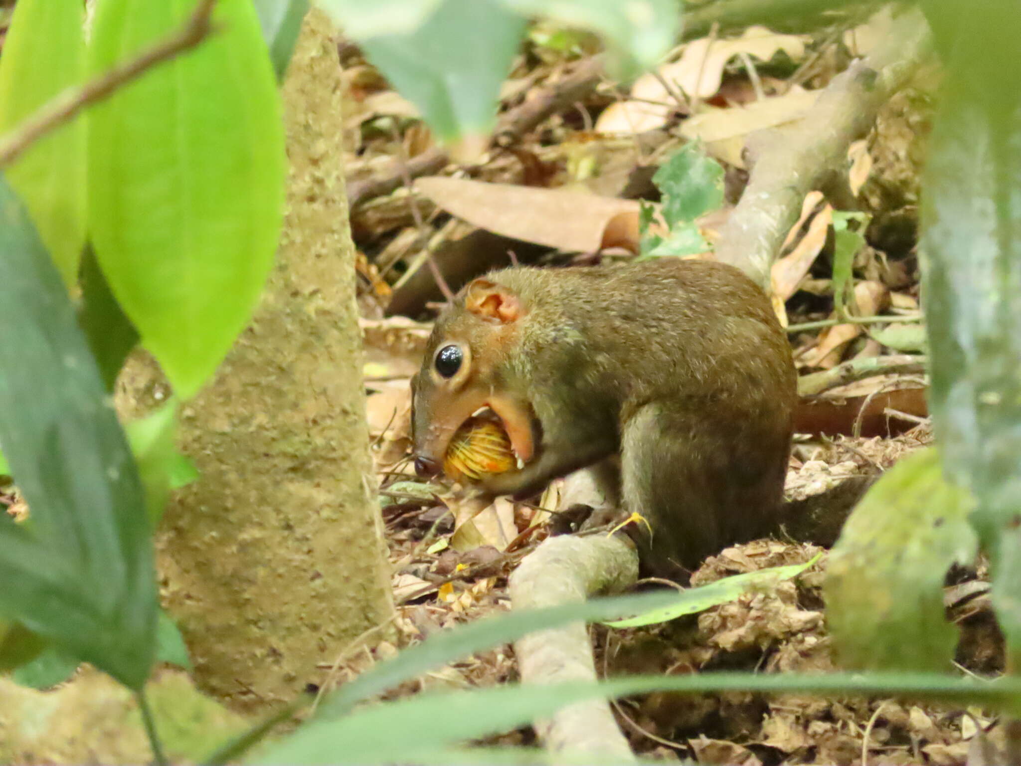 Image of Common Tree Shrew