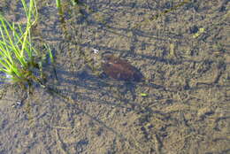 Image of Tadpole shrimp