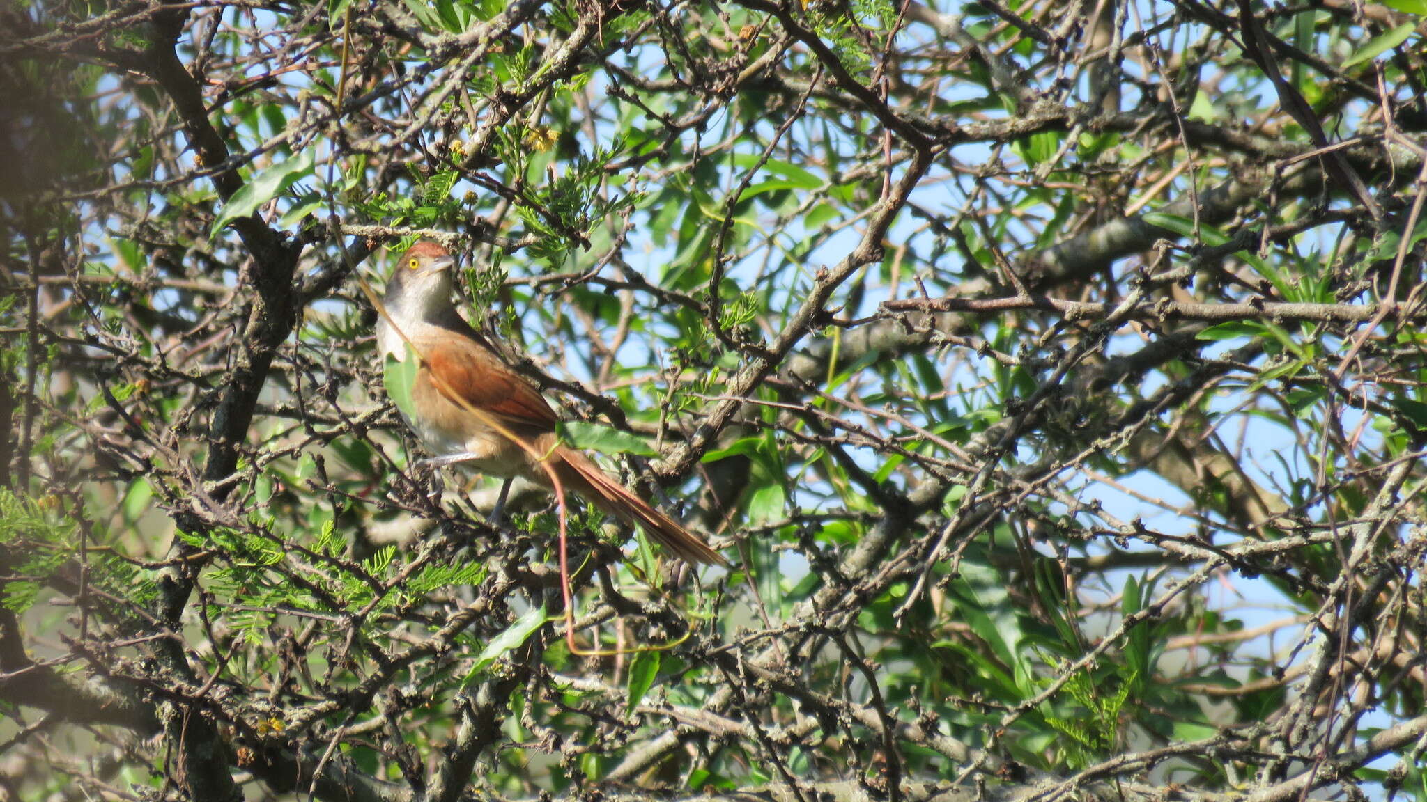 Image of Greater Thornbird