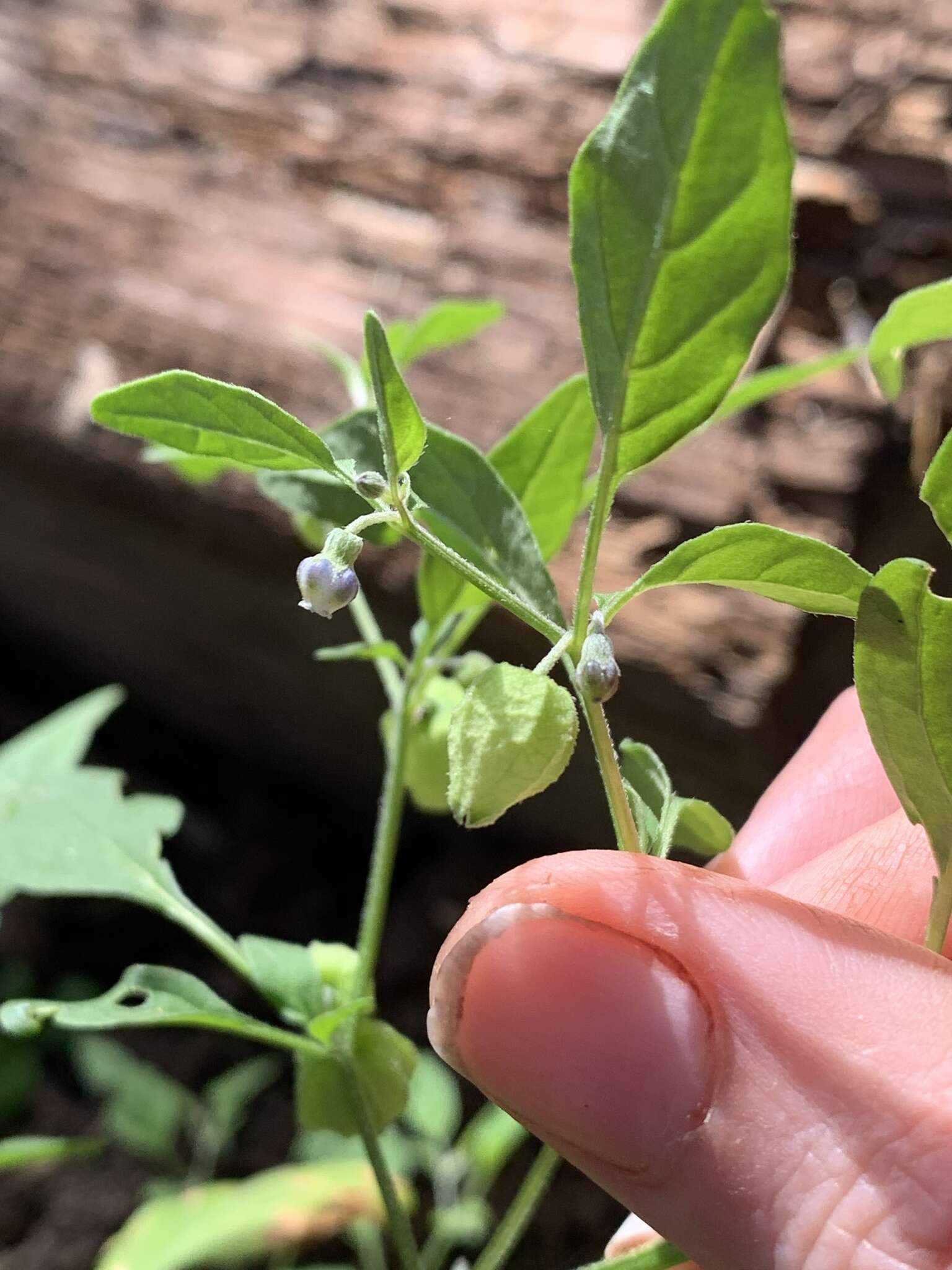 Plancia ëd Physalis solanacea (Schltdl.) B. Axelius