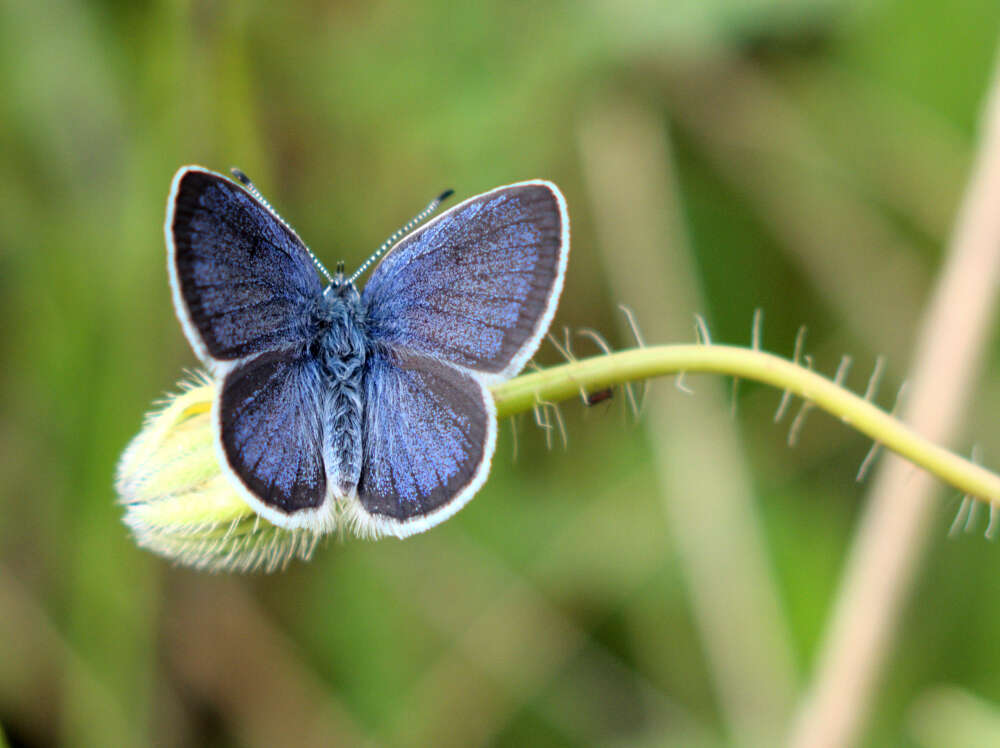 Image of Lorquin’s Blue