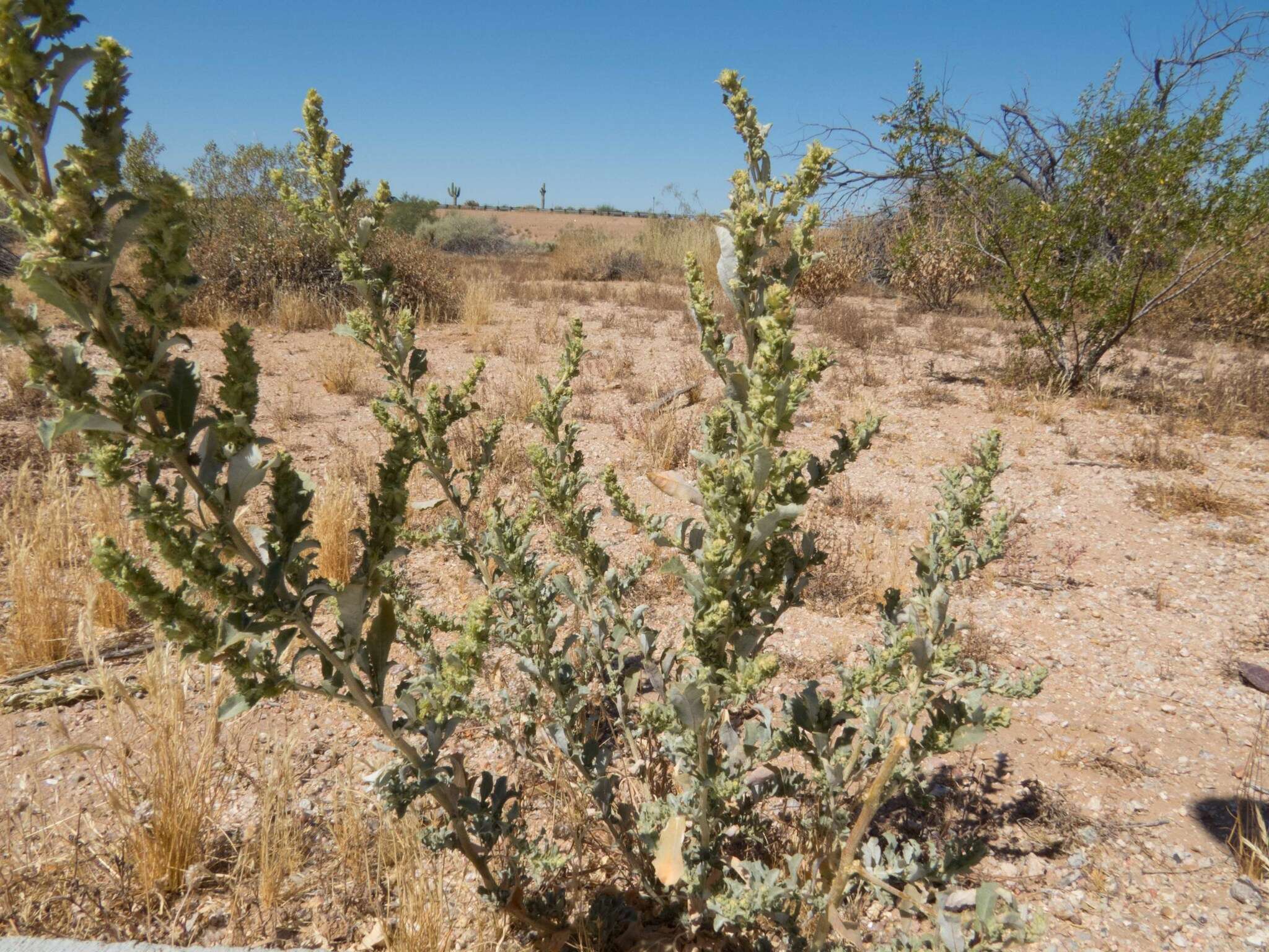 Image of wheelscale saltbush