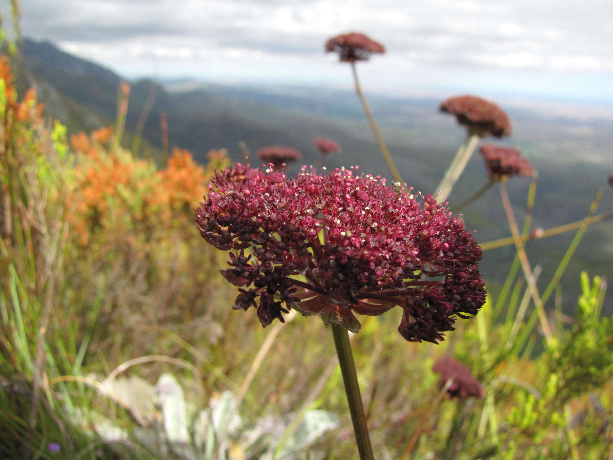 Image of Hermas gigantea L. fil.