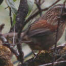 Image of Striped Laughingthrush