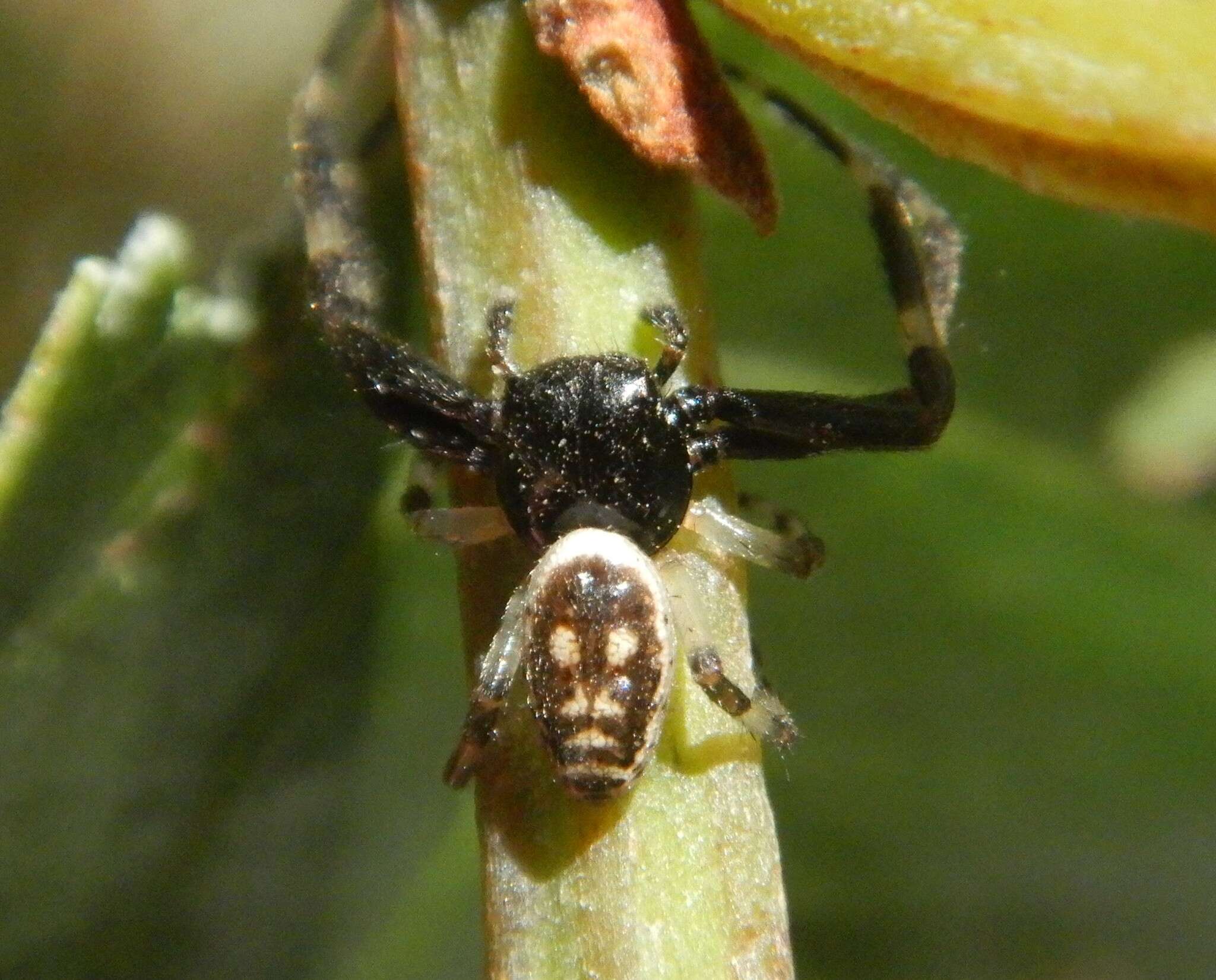 Image of Xysticus bimaculatus L. Koch 1867