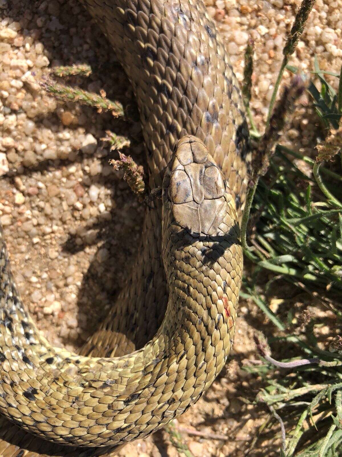 Image of Montpellier Snake