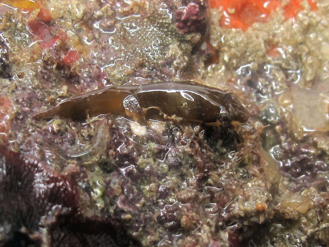 Image of Small-headed clingfish