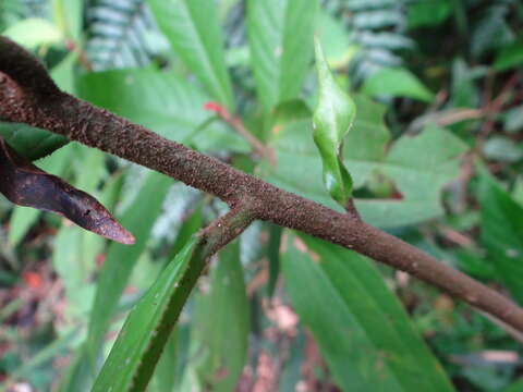 Image of Symplocos cochinchinensis subsp. cochinchinensis