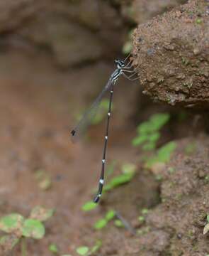 Protosticta gravelyi Laidlaw 1915的图像