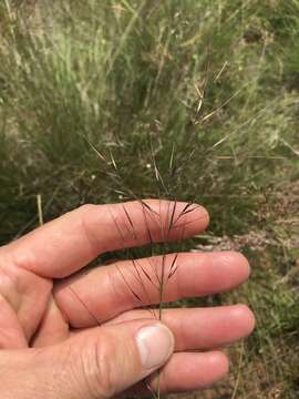 Image of Aristida scabrivalvis Hack.