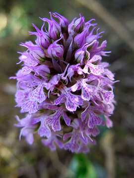 Image of Neotinea tridentata subsp. conica (Willd.) R. M. Bateman, Pridgeon & M. W. Chase