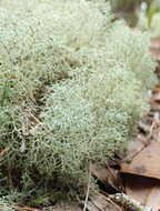 Image de Cladonia evansii Abbayes