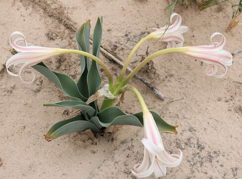 Image of Crinum crassicaule Baker