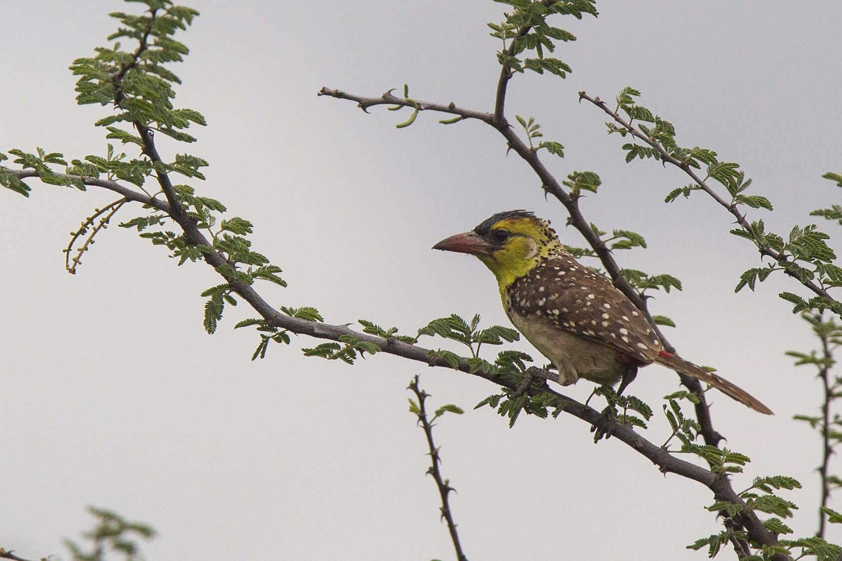 Image of Yellow-breasted Barbet