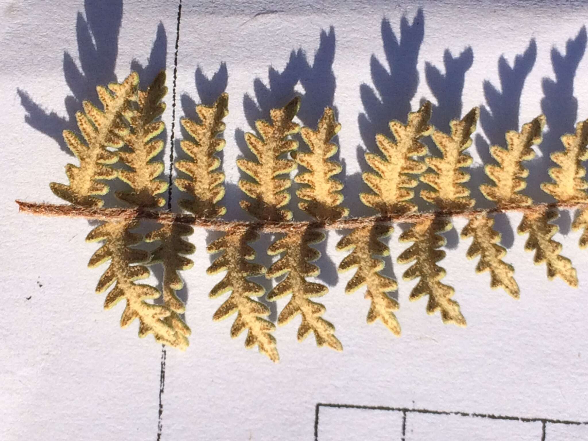 Image of golden lipfern