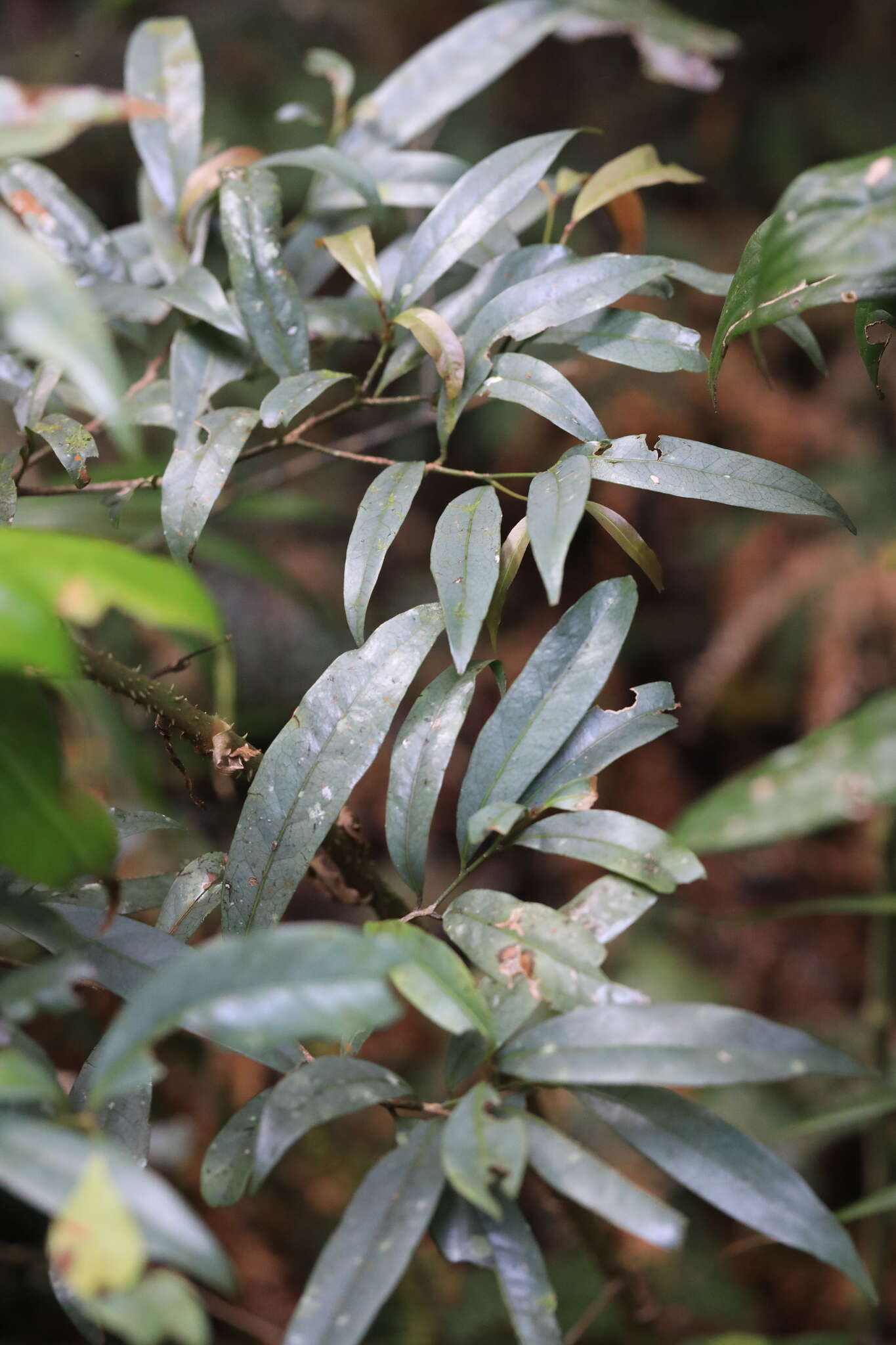 Image of Beilschmiedia elliptica C. T. White