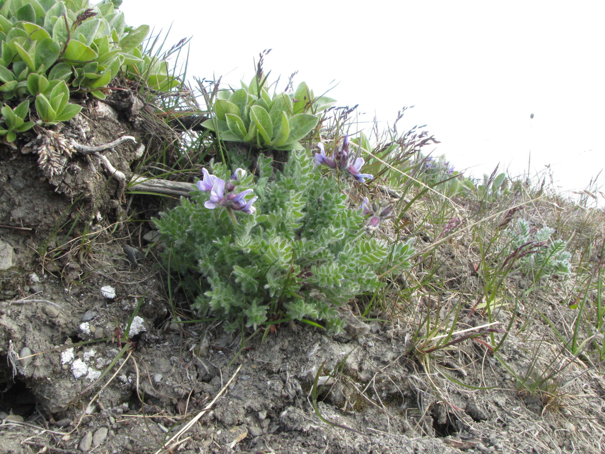 Image de Oxytropis wrangelii Jurtzev