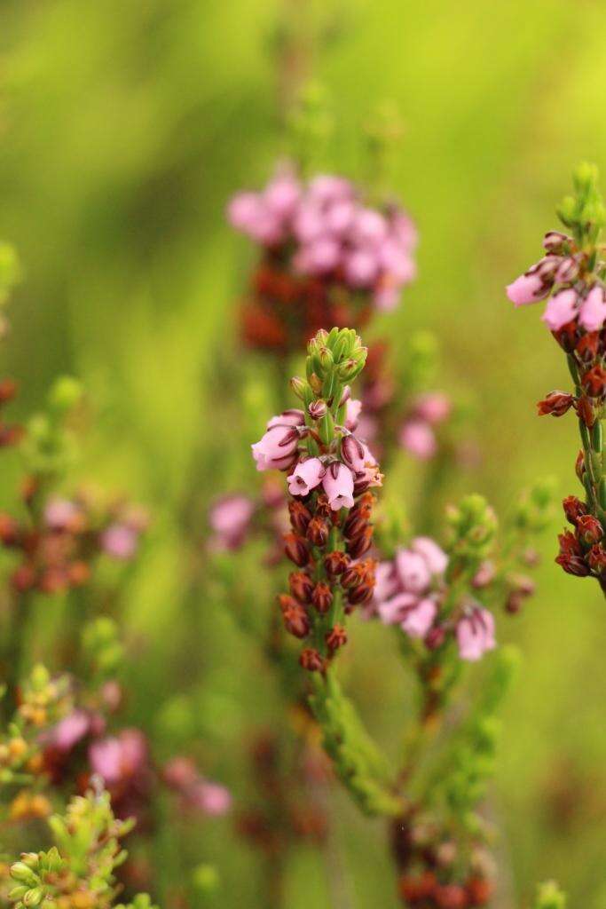 Image de Erica pulchella var. pulchella