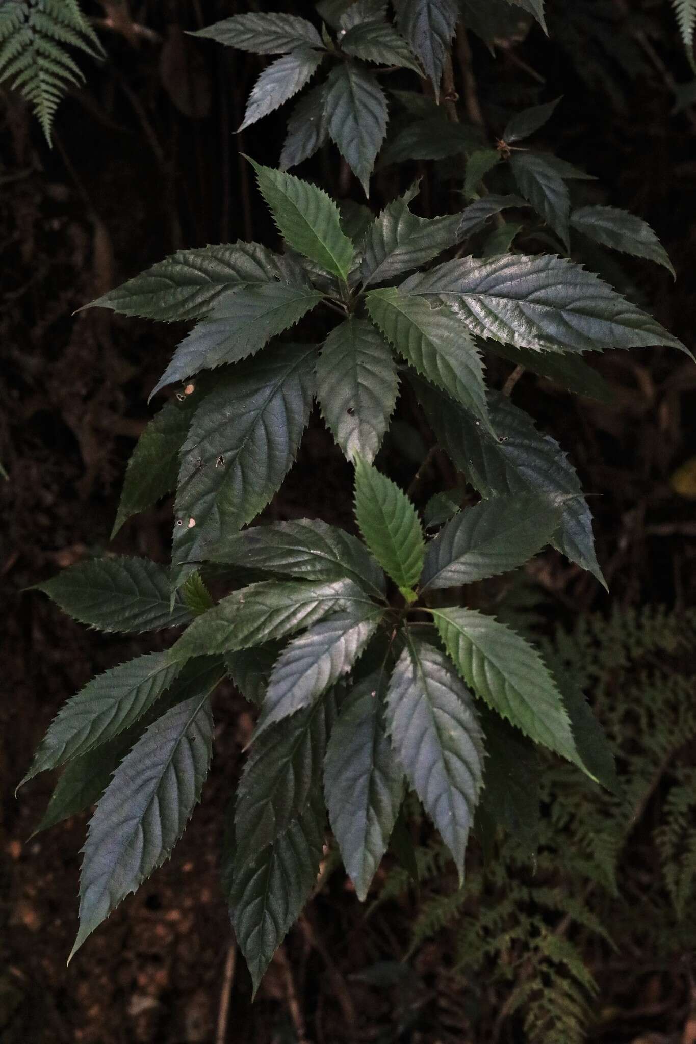 Image of Beautiful Abrophyllum