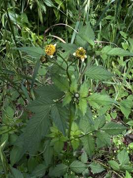 صورة Bidens pilosa var. minor (Bl.) Sherff